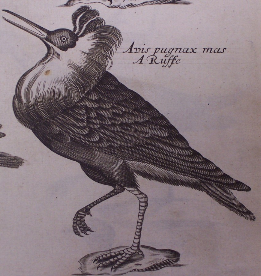 Willughby's Ornithology
